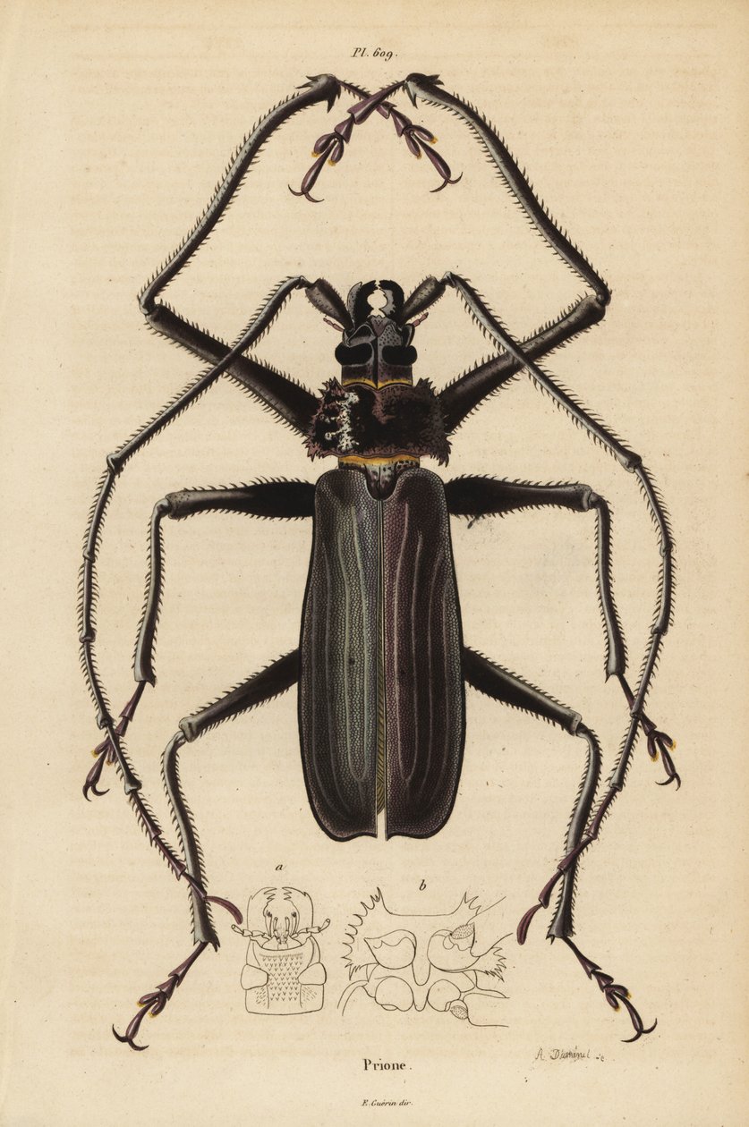 Macrotoma Hayesii brouk od Unbekannt