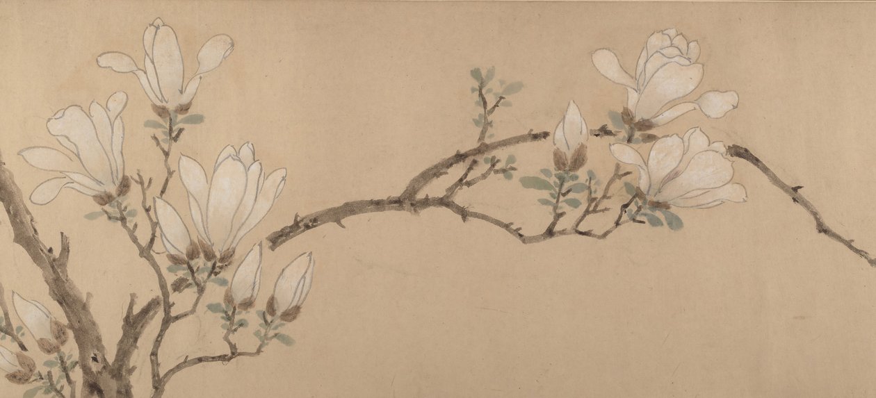 Magnolia z roku 1549. od Unbekannt