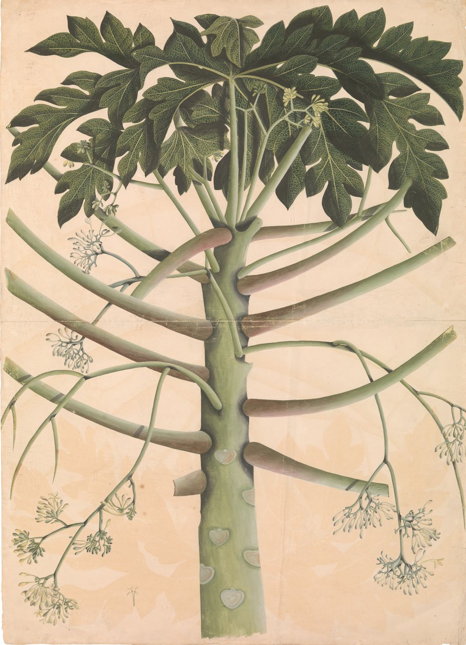 Samec Papaya Tree, ca. 1790-1800. od Unbekannt