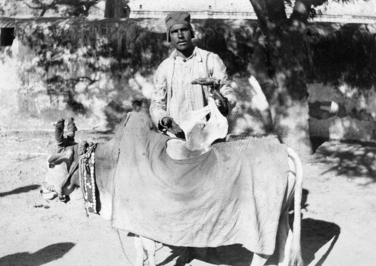 Muž s deformovanou krávou, Indie, 1916-1917 od Unbekannt