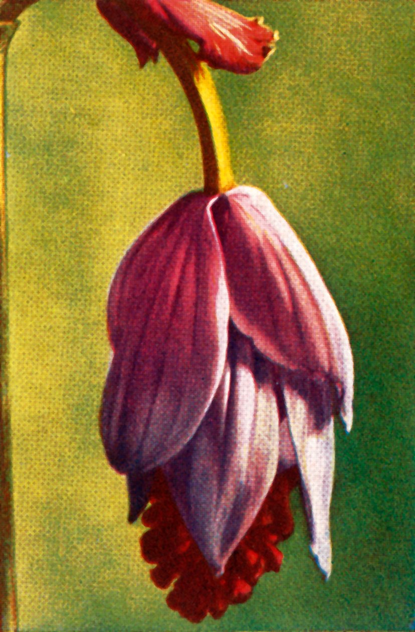Medinilla, c1928. od Unbekannt