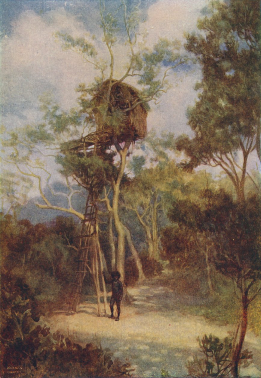 Melanesian Tree-House, 1924 od Unbekannt