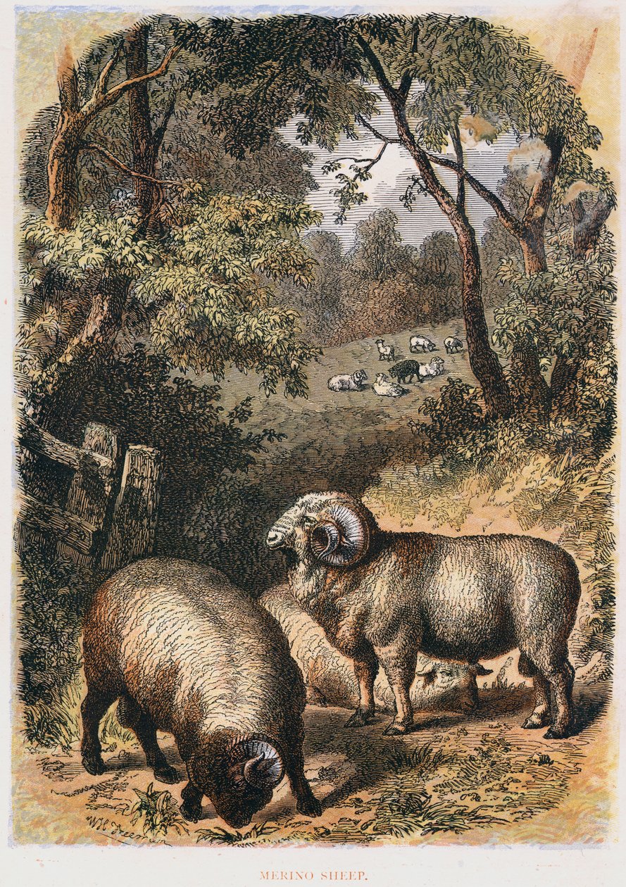 Merino ovce, c1860 od Unbekannt