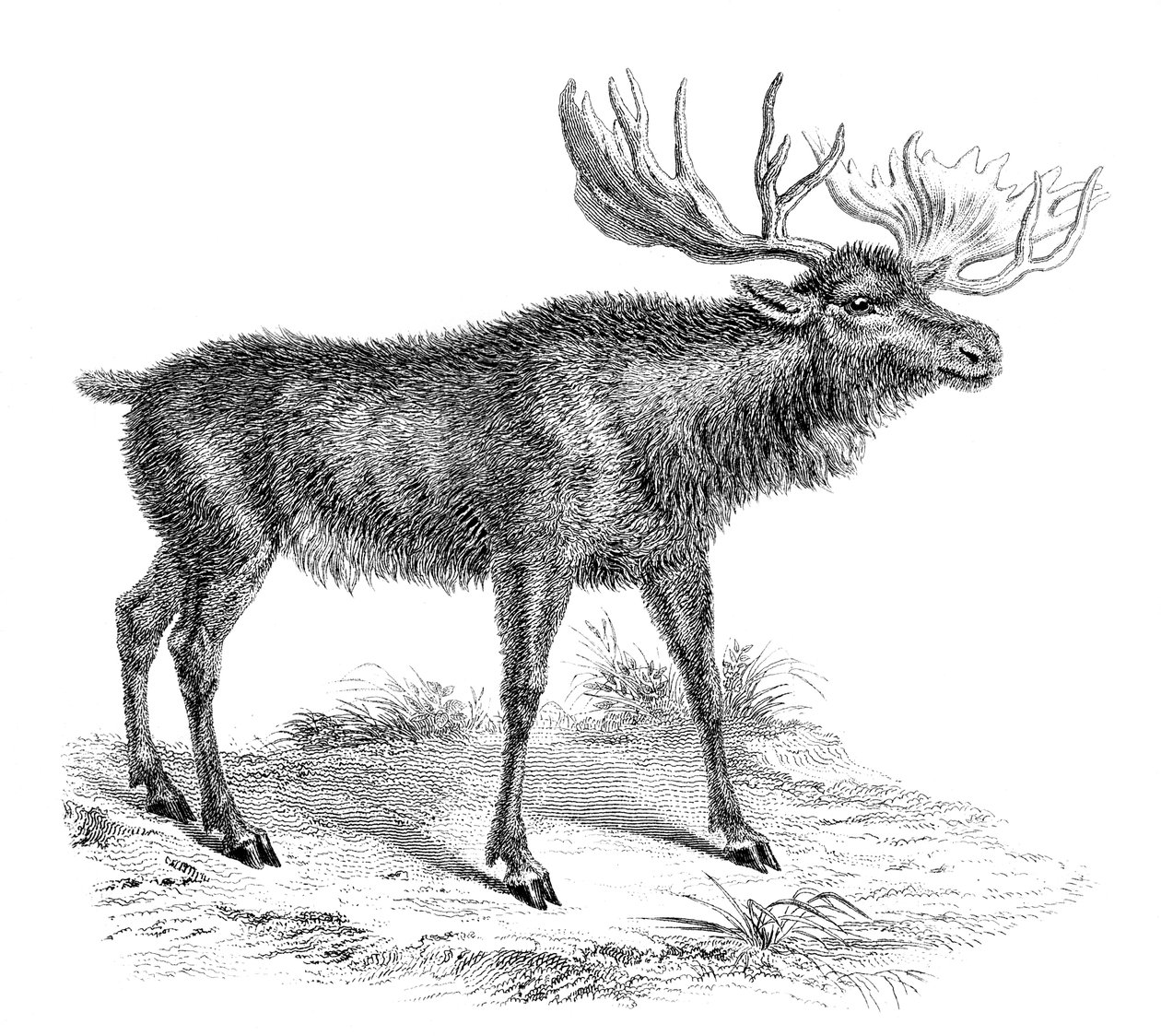 Moose Deer, 19. století od Unbekannt