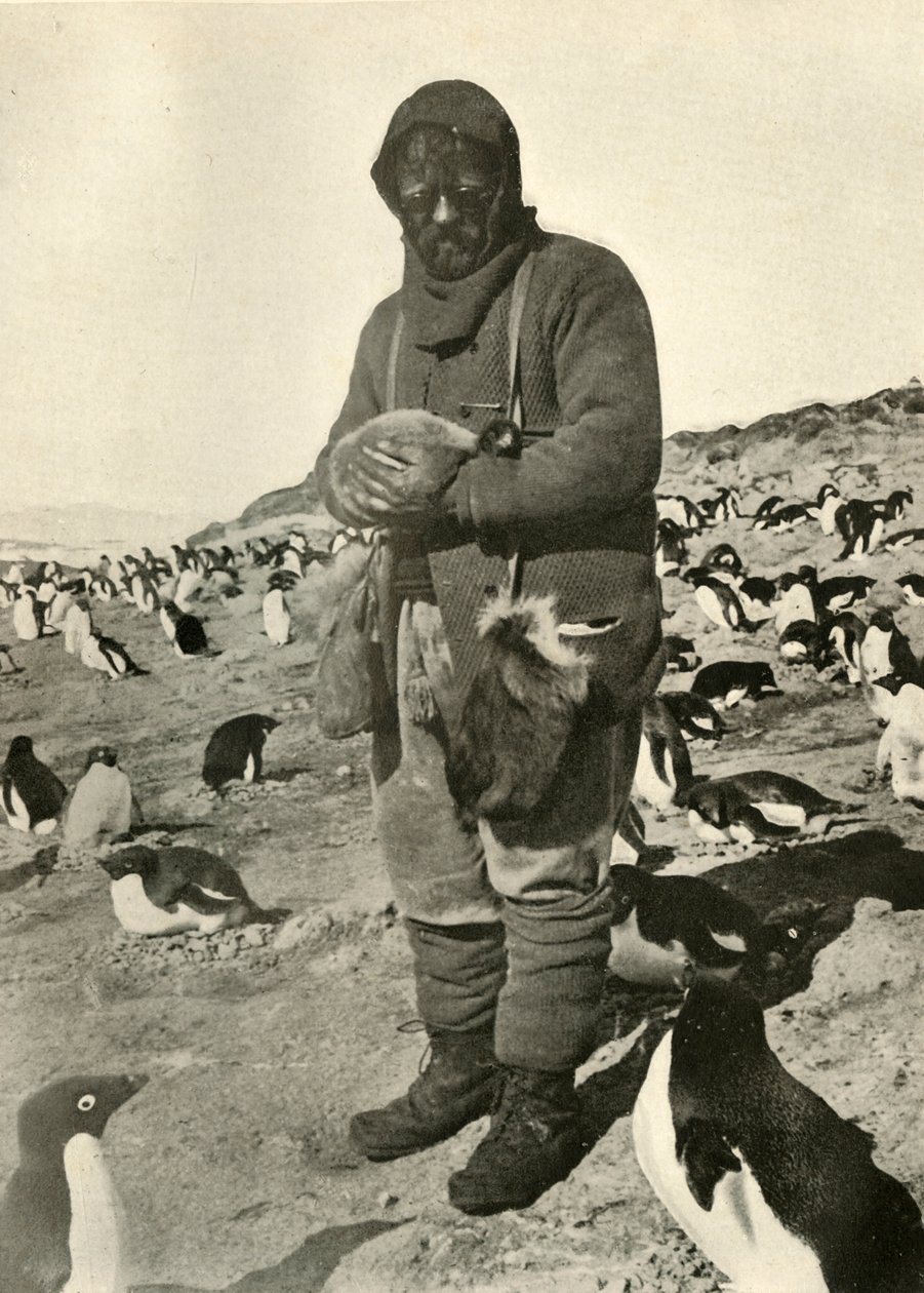 Murray Holding Young Penguins, c1908, 1909. od Unbekannt
