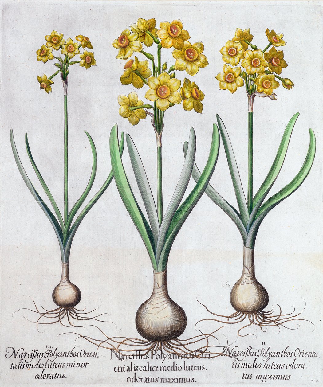 Narcis, 1613 od Unbekannt