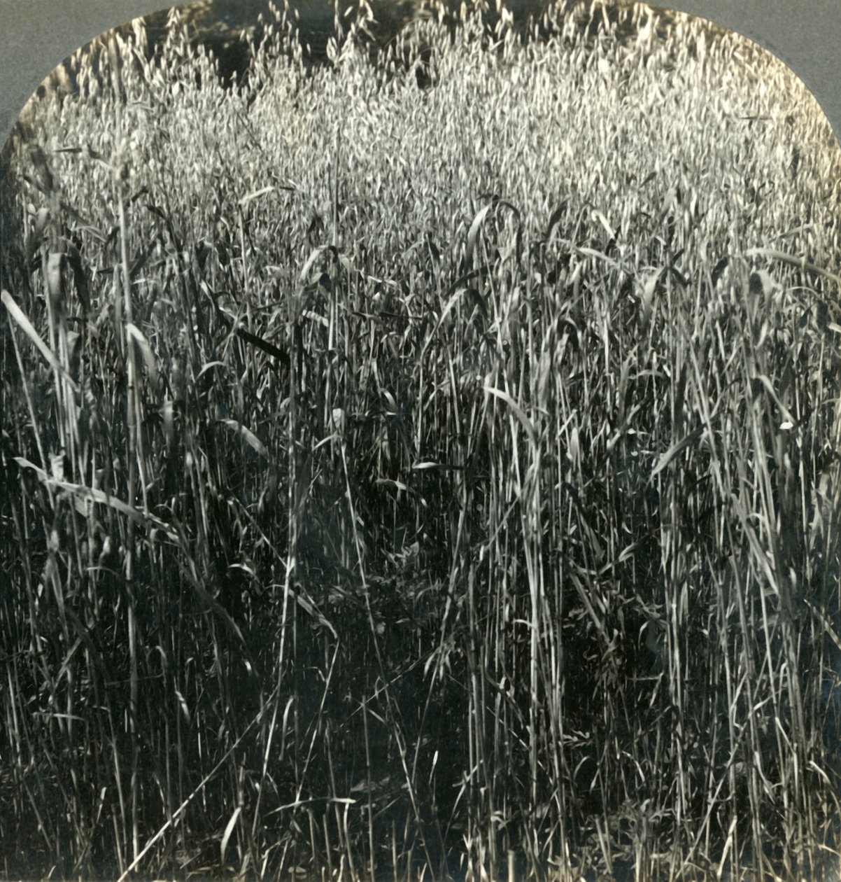 Oats Growing, Pennsylvania, USA, 1903. od Unbekannt