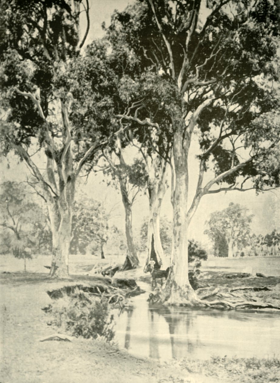 Old Gums, Mt. Crawford, Jižní Austrálie, 1901. od Unbekannt