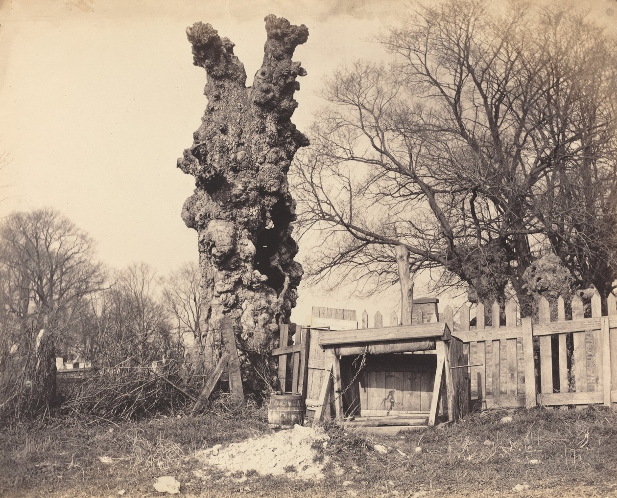 Starý strom poblíž Chathamu, 1850. od Unbekannt