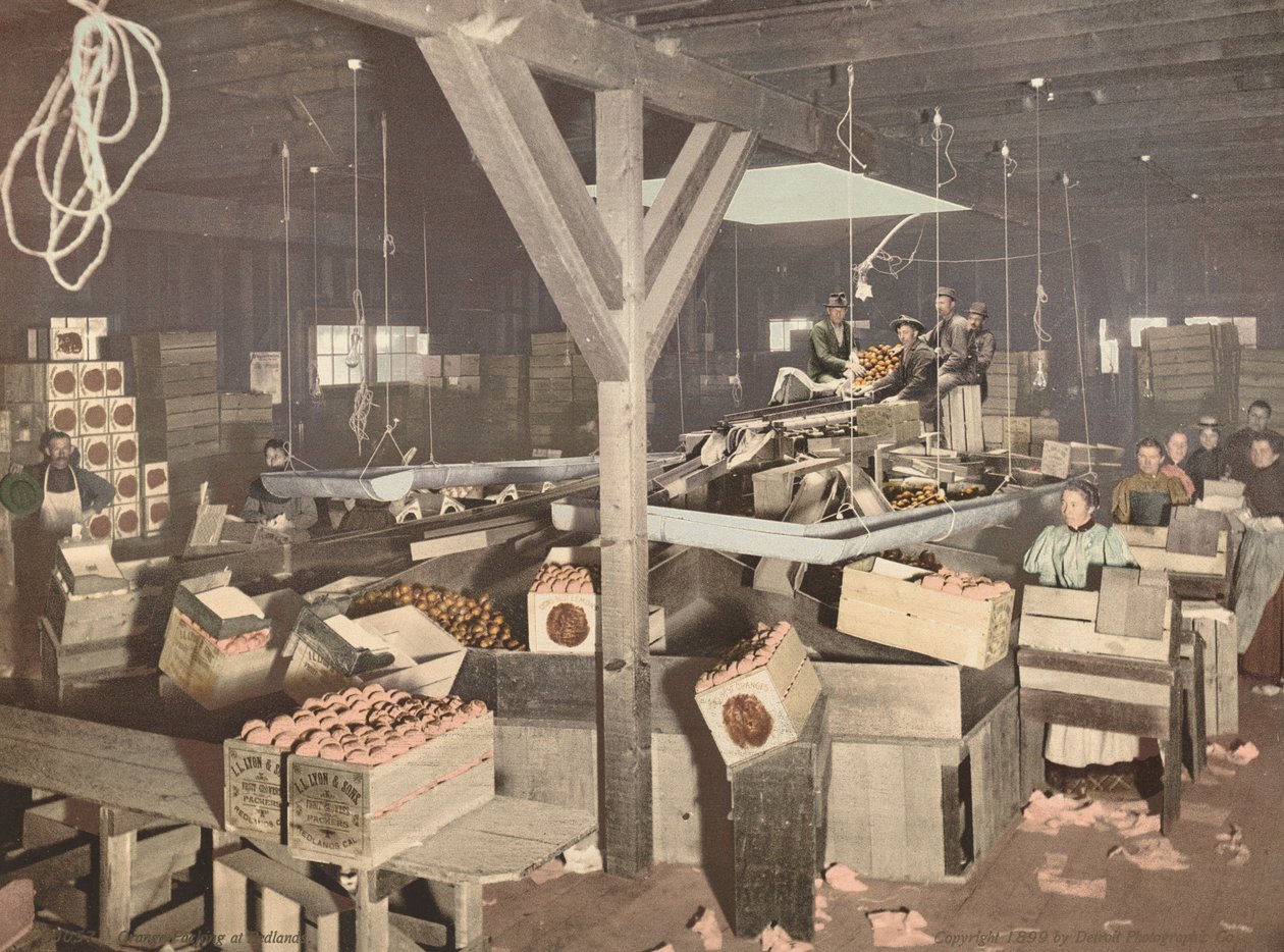 Orange Packing v Redlands, publikoval 1899. od Unbekannt