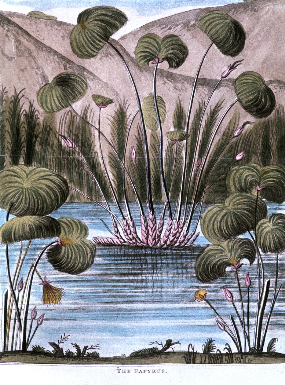 Papyrus rákos Cyperus papyrus, 1823 od Unbekannt