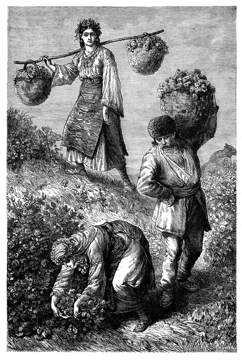 Sedláci sbírající růže v Roumelii, c1890 od Unbekannt