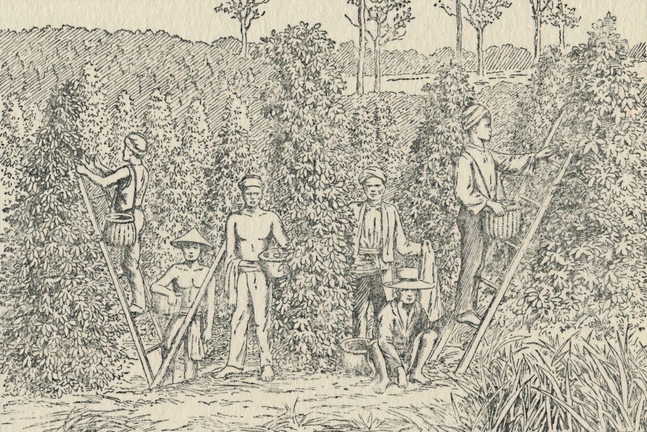 Pepper Plantation, 1924 od Unbekannt