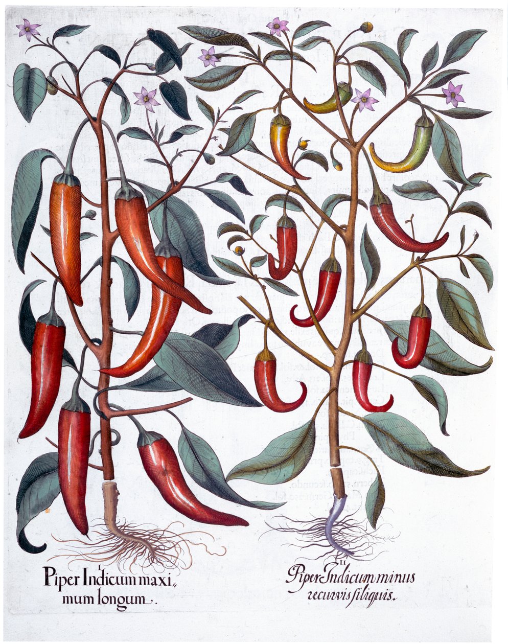 Peppers, 1613 od Unbekannt