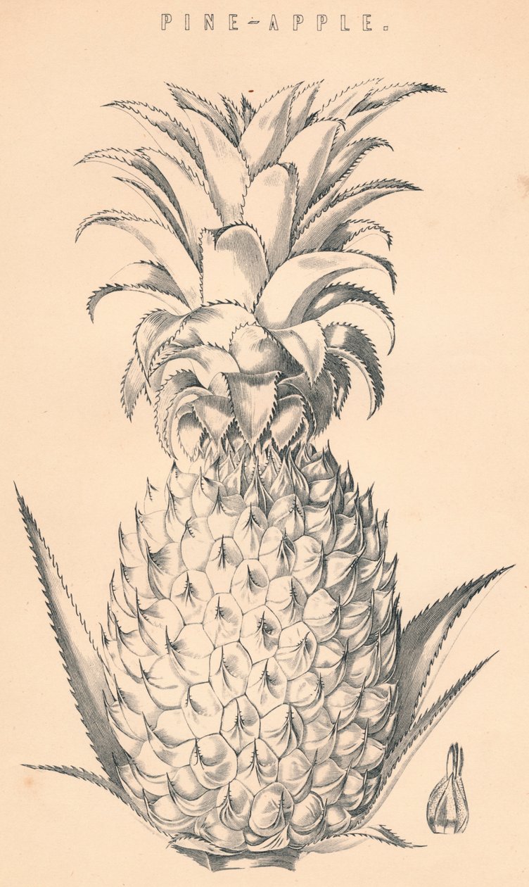 Pine-Apple, c19. století. od Unbekannt