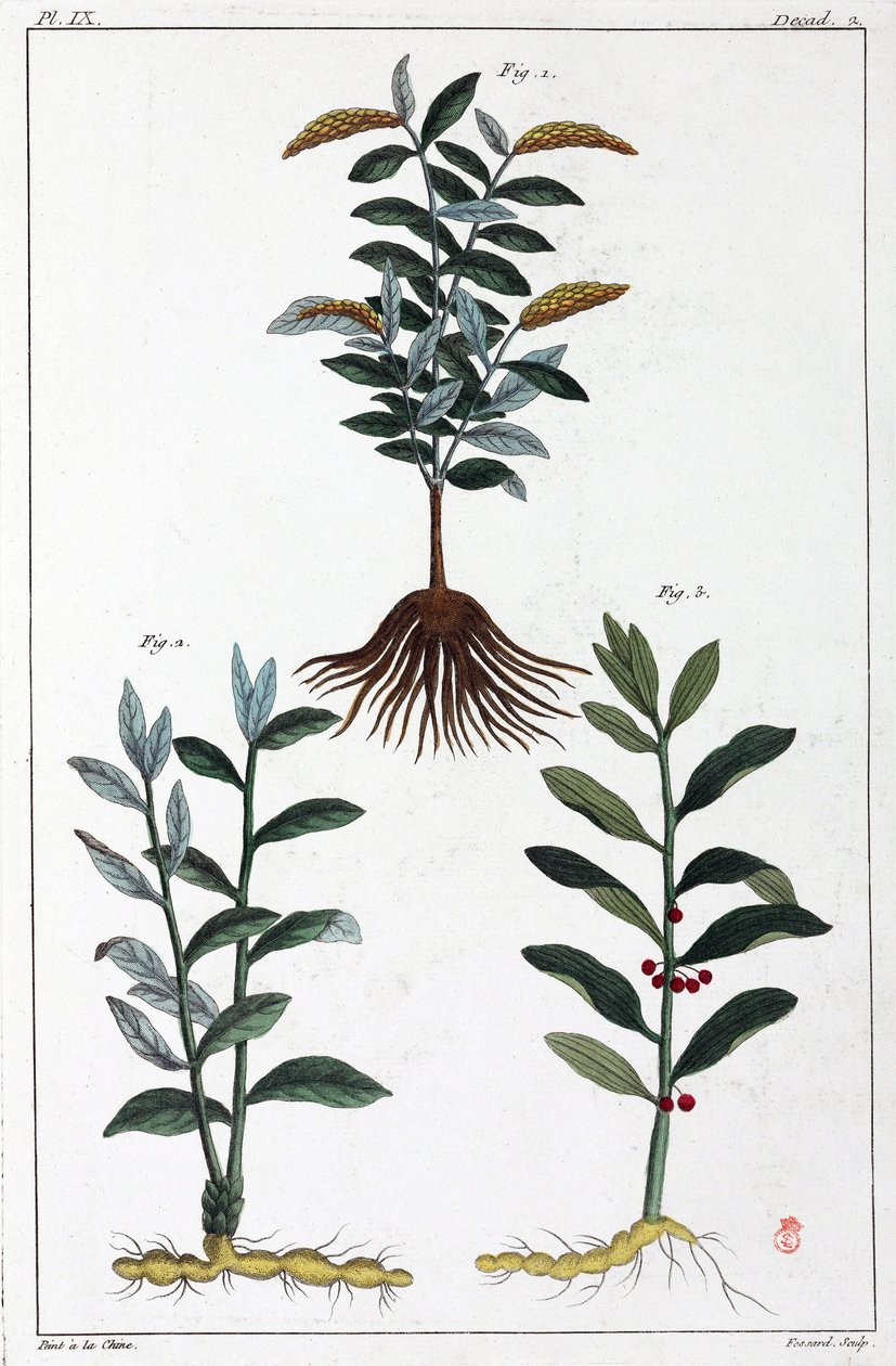 Plantes medicales, Čína od Unbekannt