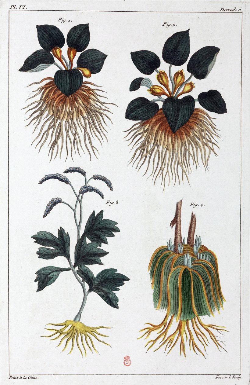 Plantes medicales, Čína od Unbekannt