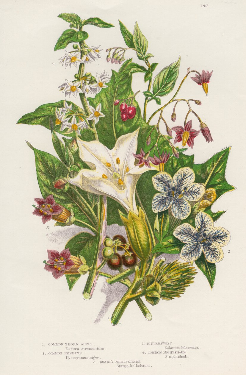 Jedovaté rostliny, c1885 od Unbekannt