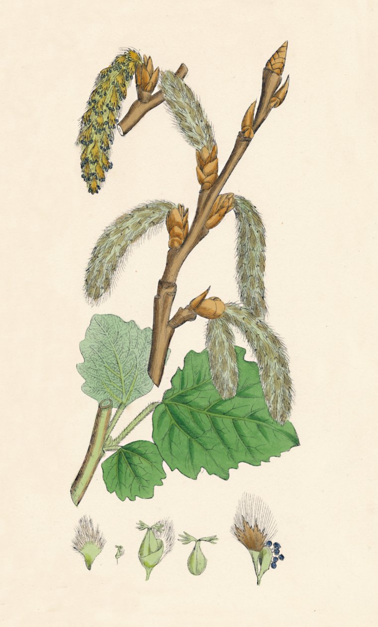Populus canescens. Topol šedý, 19. století od Unbekannt