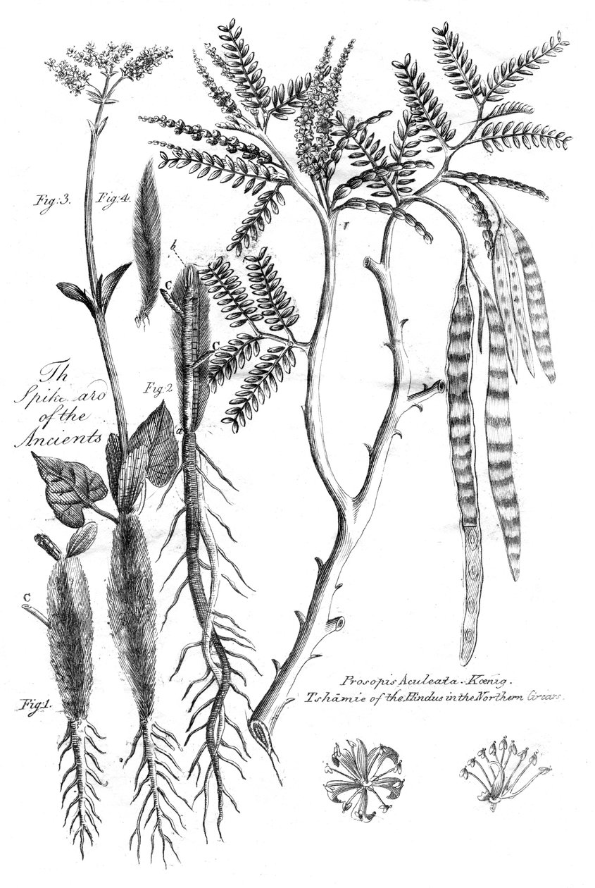 Prosopis Aculeata, 1799 od Unbekannt
