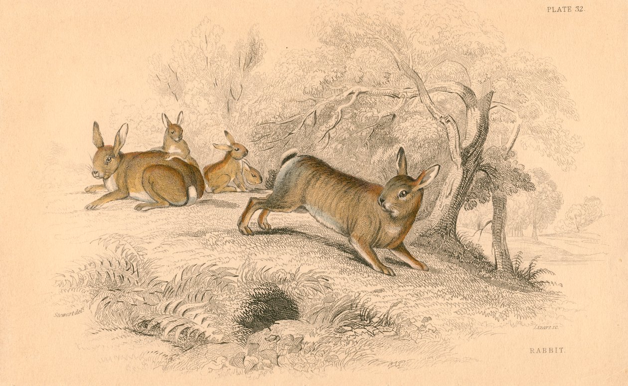 Králík Oryctolagus cuniculus, 1828 od Unbekannt