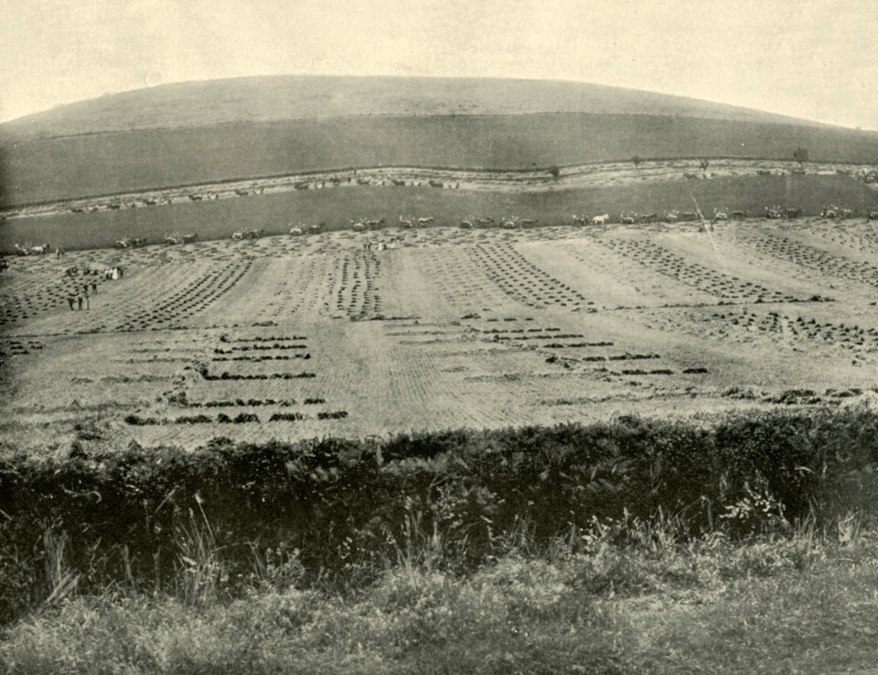Soutěž Reaper and Binder, Mount Blowhard, poblíž Ballaratu, 1901. od Unbekannt