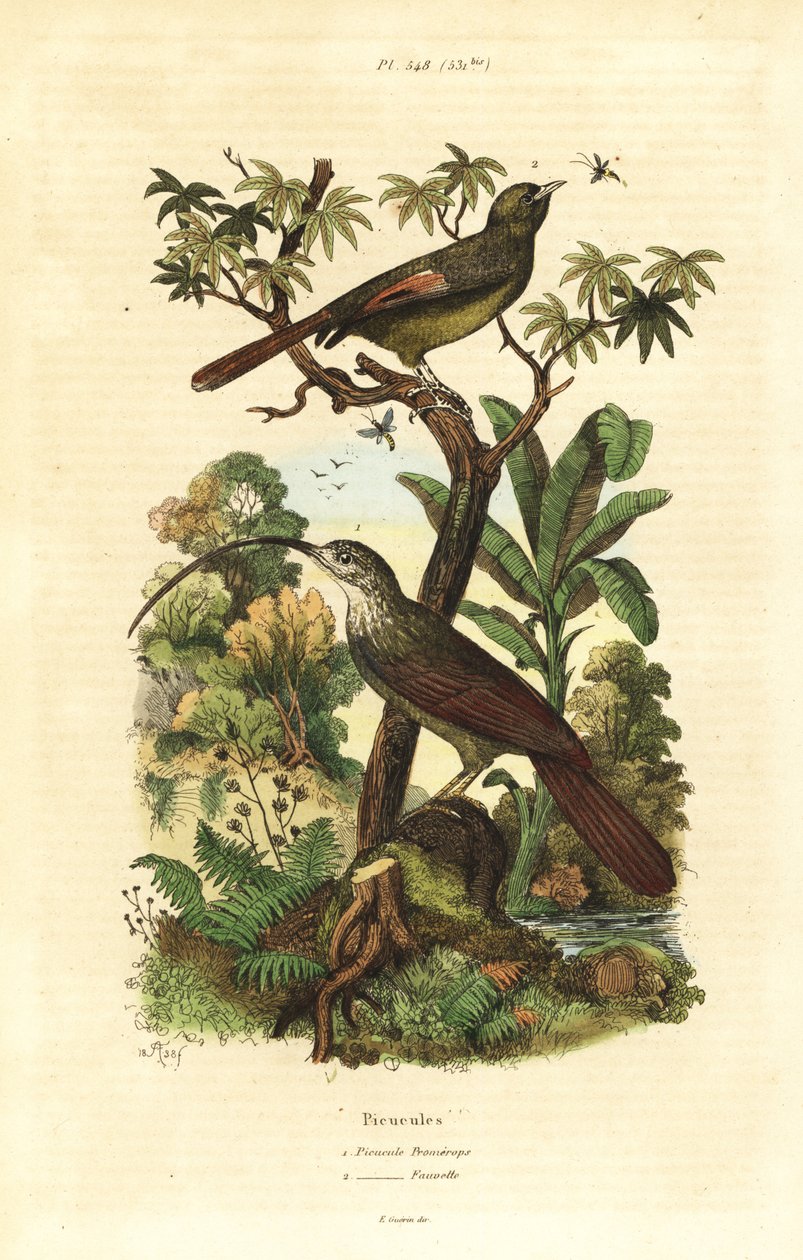 Kosatec červenozobý, Campylorhamphus trochilirostris a liána olivová, Sittasomus griseicapillus od Unbekannt