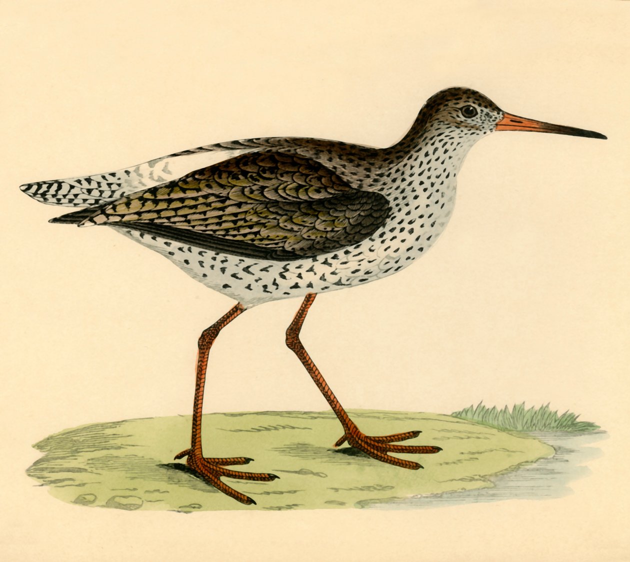 Redshank, konec 19. století. od Unbekannt