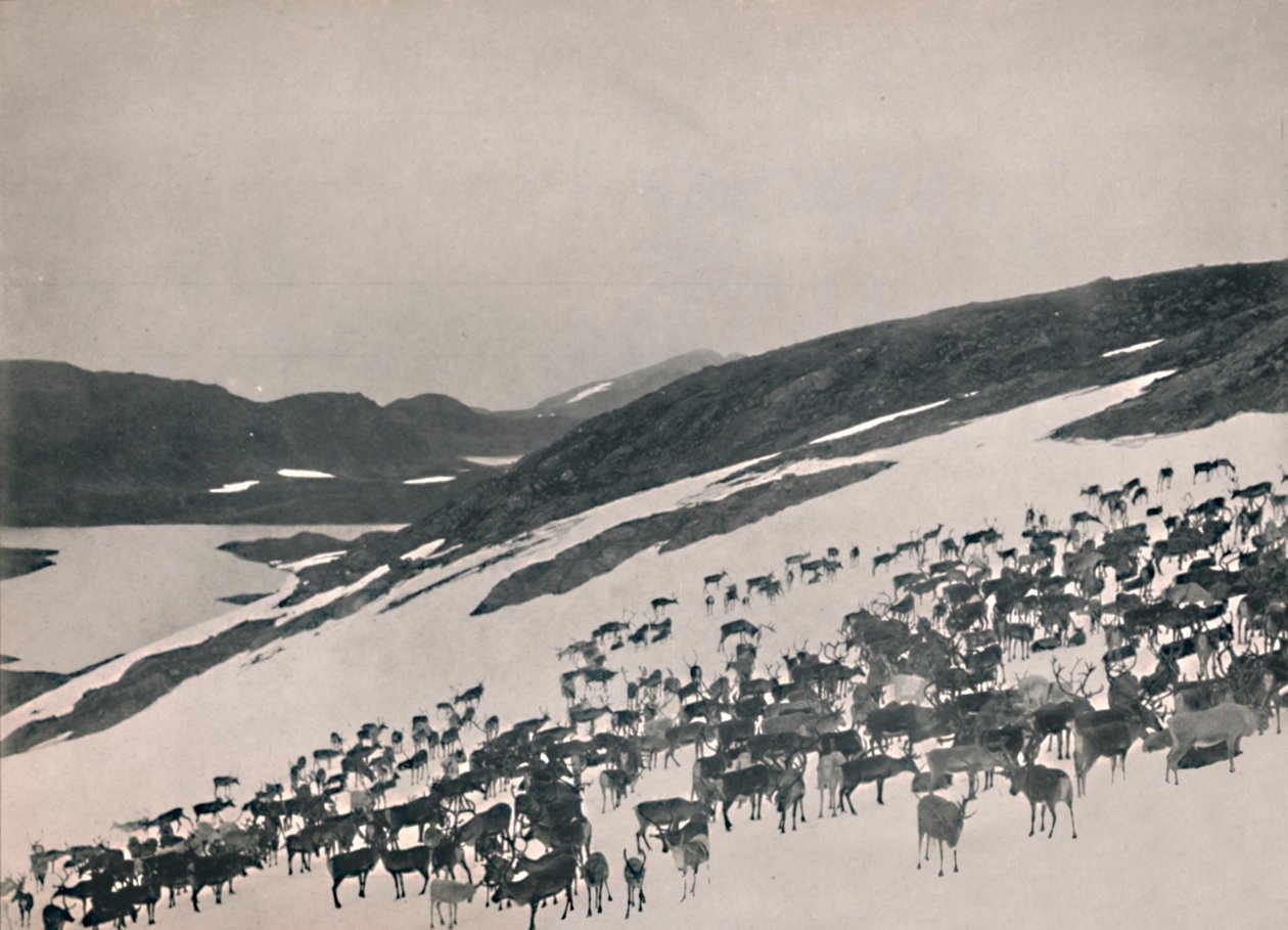 Sob na horách, 1914. od Unbekannt