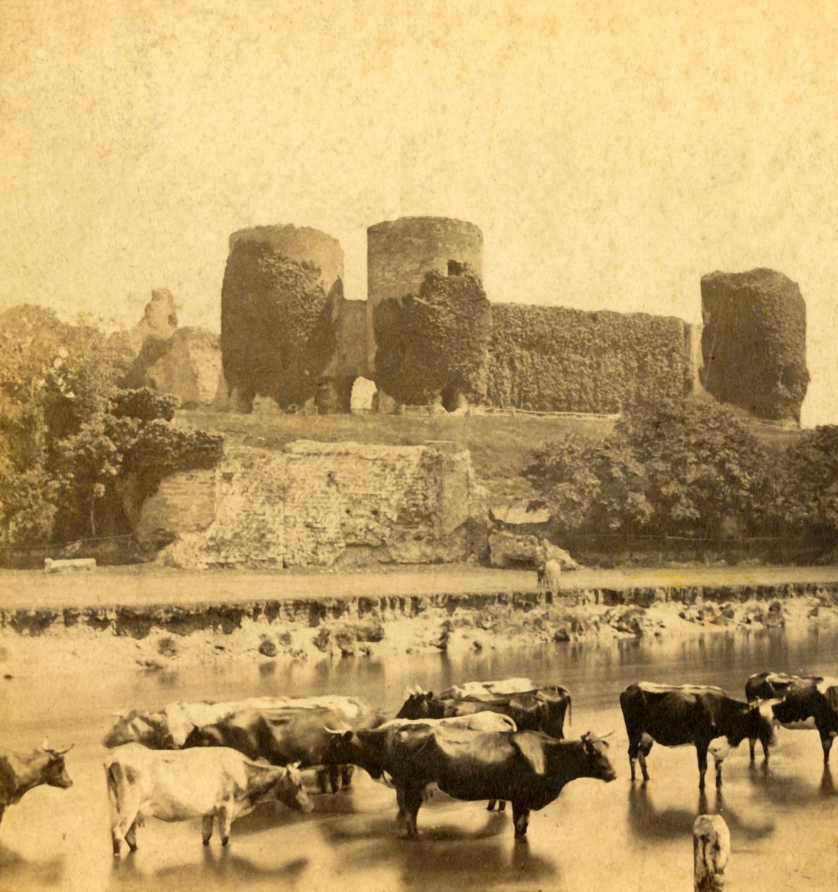 Rhuddlan - Hrad od řeky, c1900. od Unbekannt