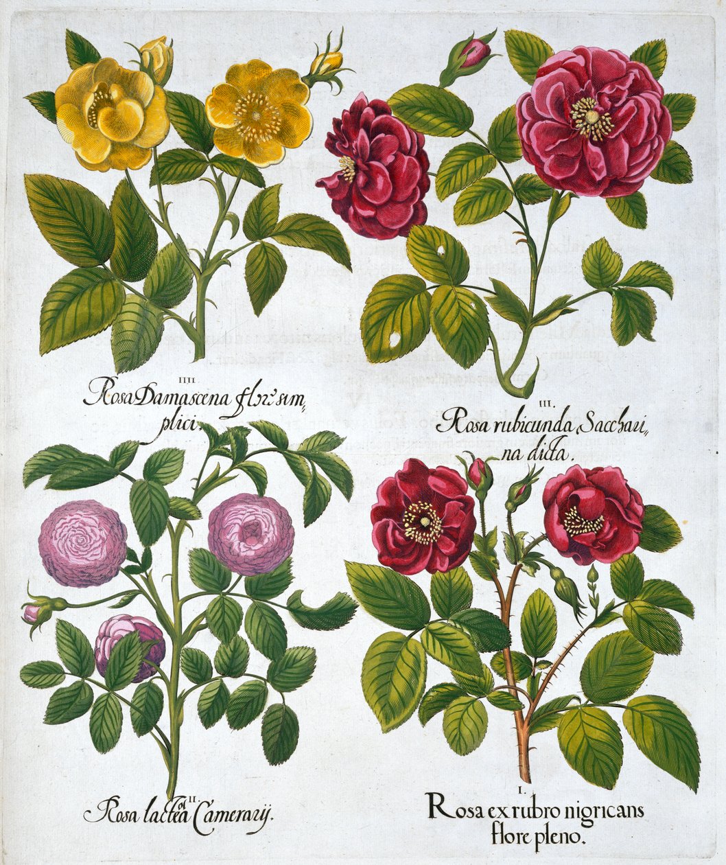 Růže, 1613 od Unbekannt