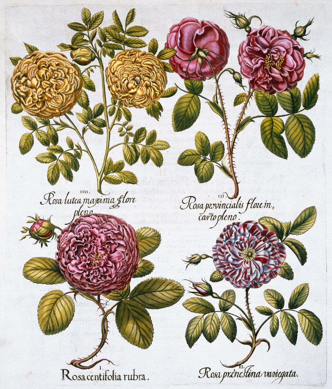 Růže, 1613 od Unbekannt