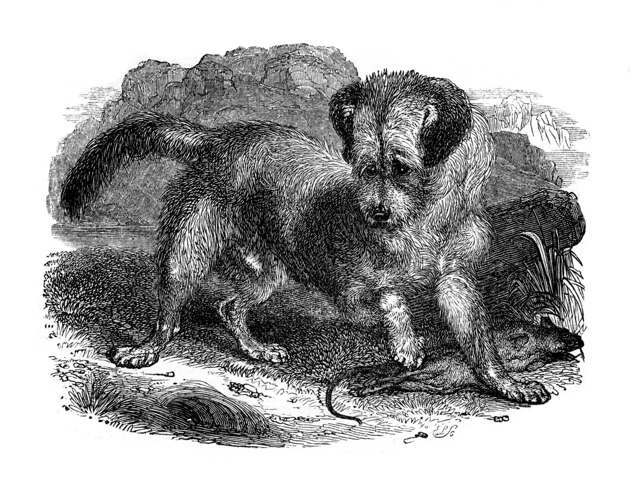 Skotský terer, 1848 od Unbekannt