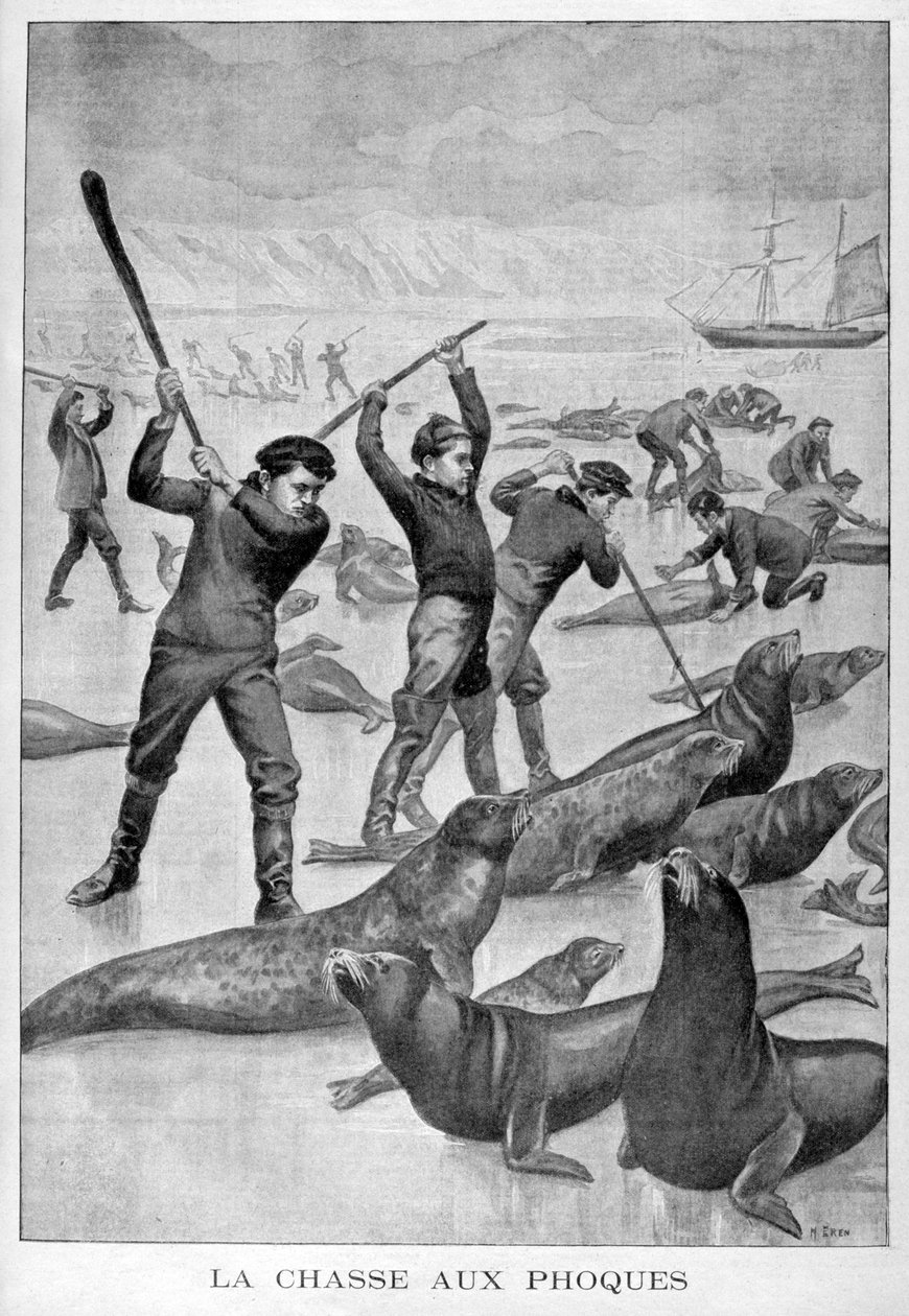 Lov tuleňů, Newfoundland, 1902 od Unbekannt