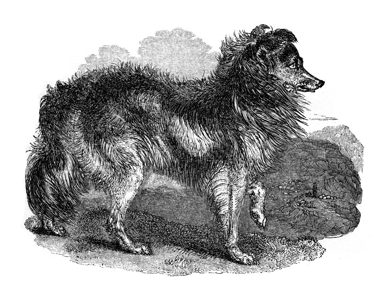 Pastýřský pes, 1848 od Unbekannt