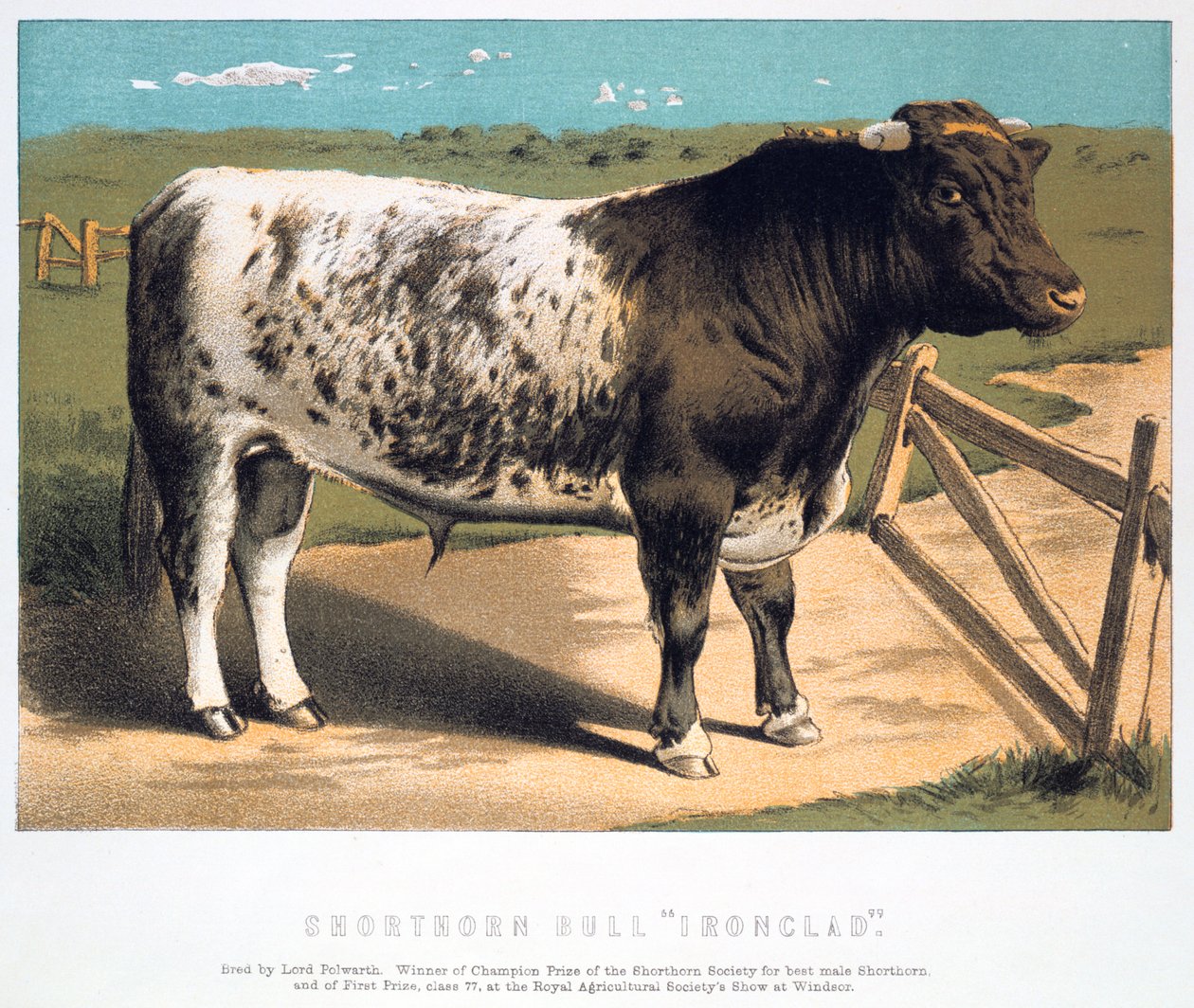 Shorthorn Bull Ironclad, 1875 od Unbekannt