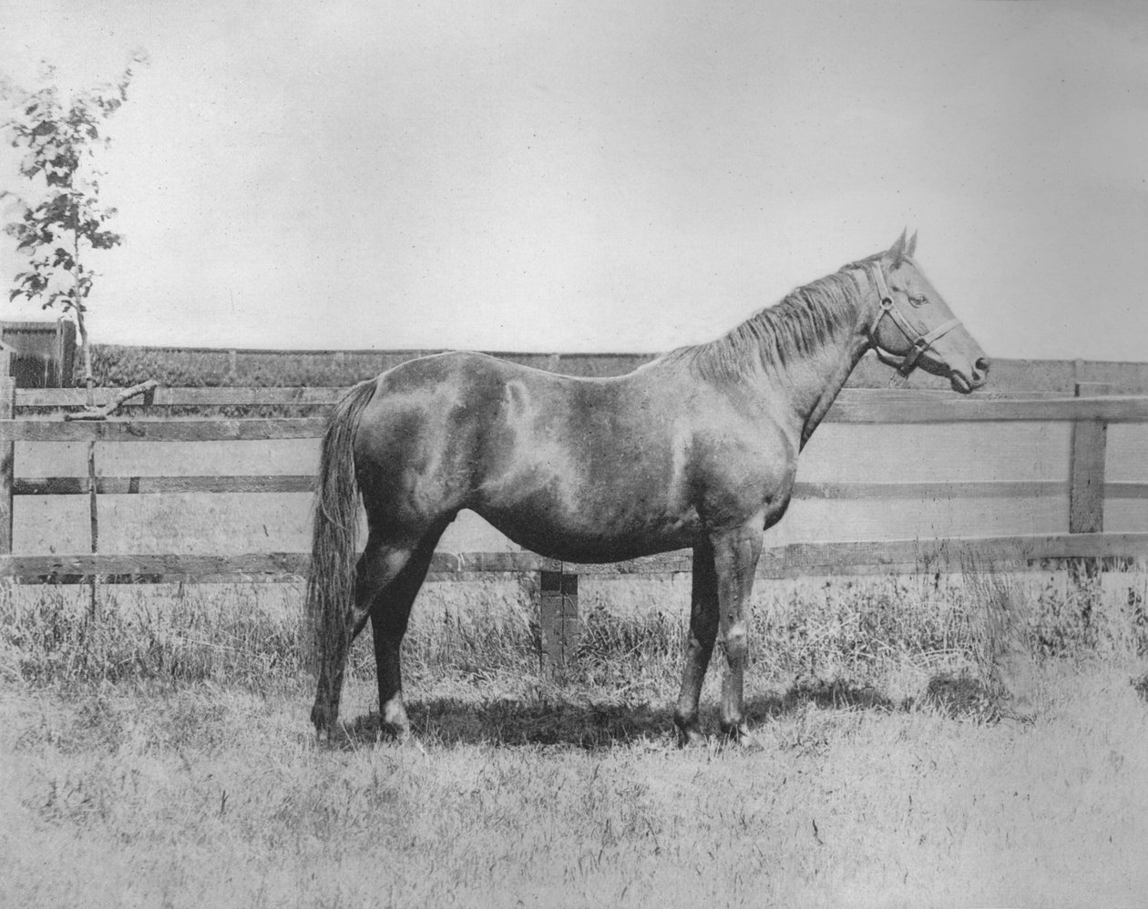 Slečna, 1911 od Unbekannt