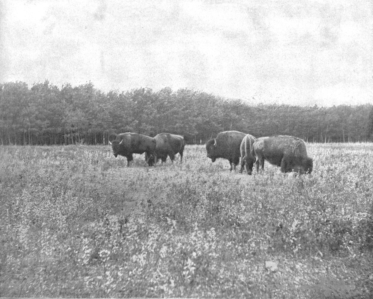Silver Heights, Winnipeg, Kanada, c1900. od Unbekannt