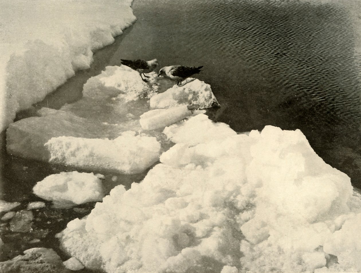 Skua Gulls at the Ice-Edge, c1908, 1909. od Unbekannt