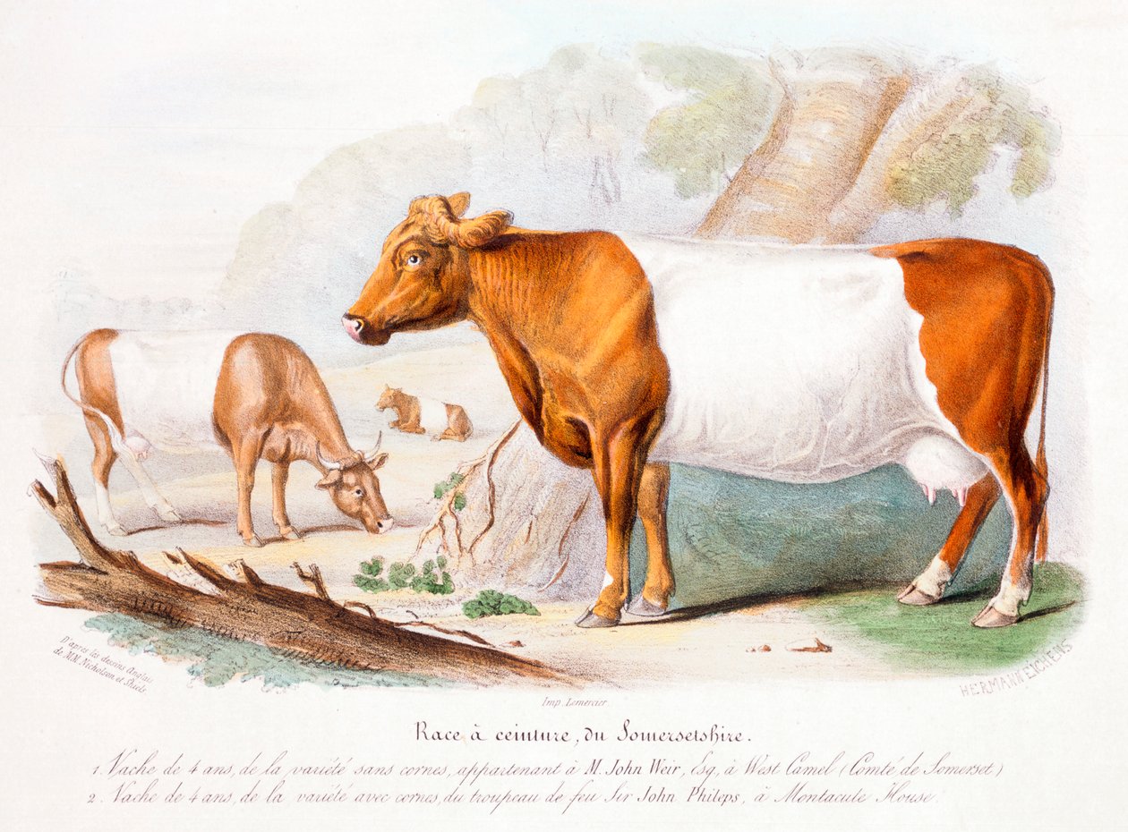 Somersetské krávy, 1842 od Unbekannt