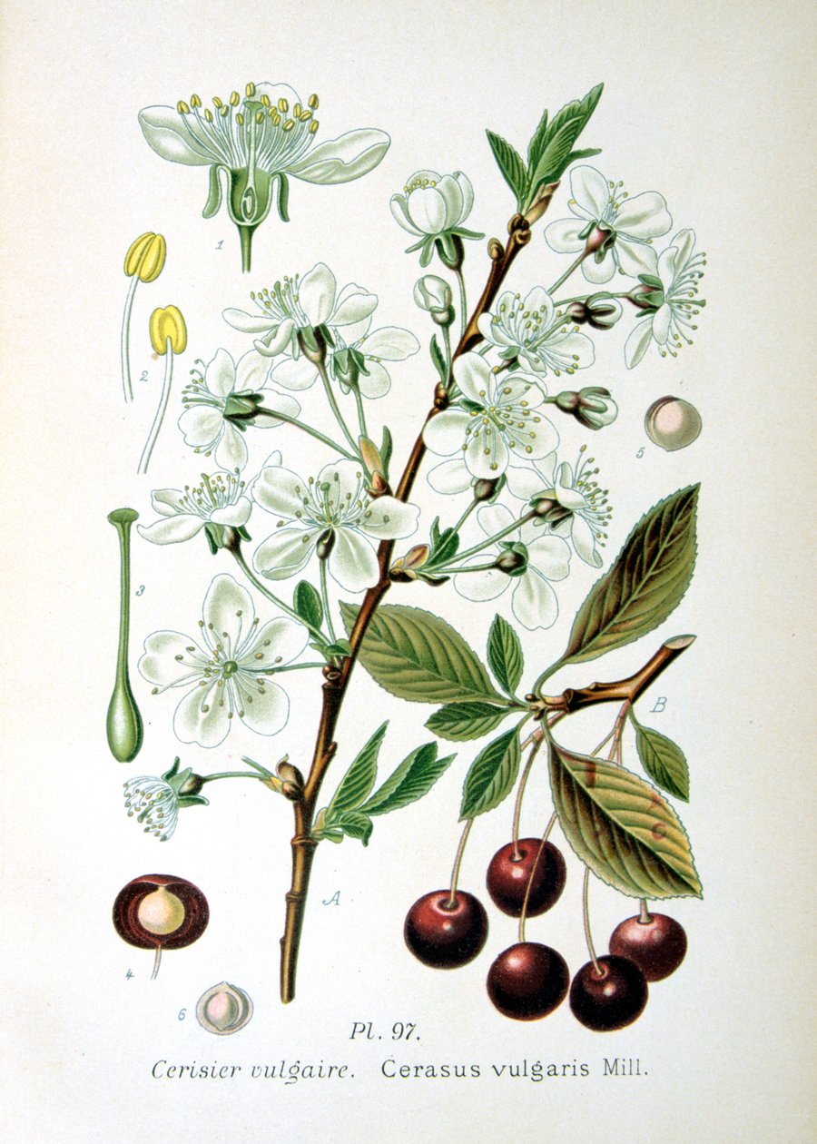 Višeň, 1893 od Unbekannt