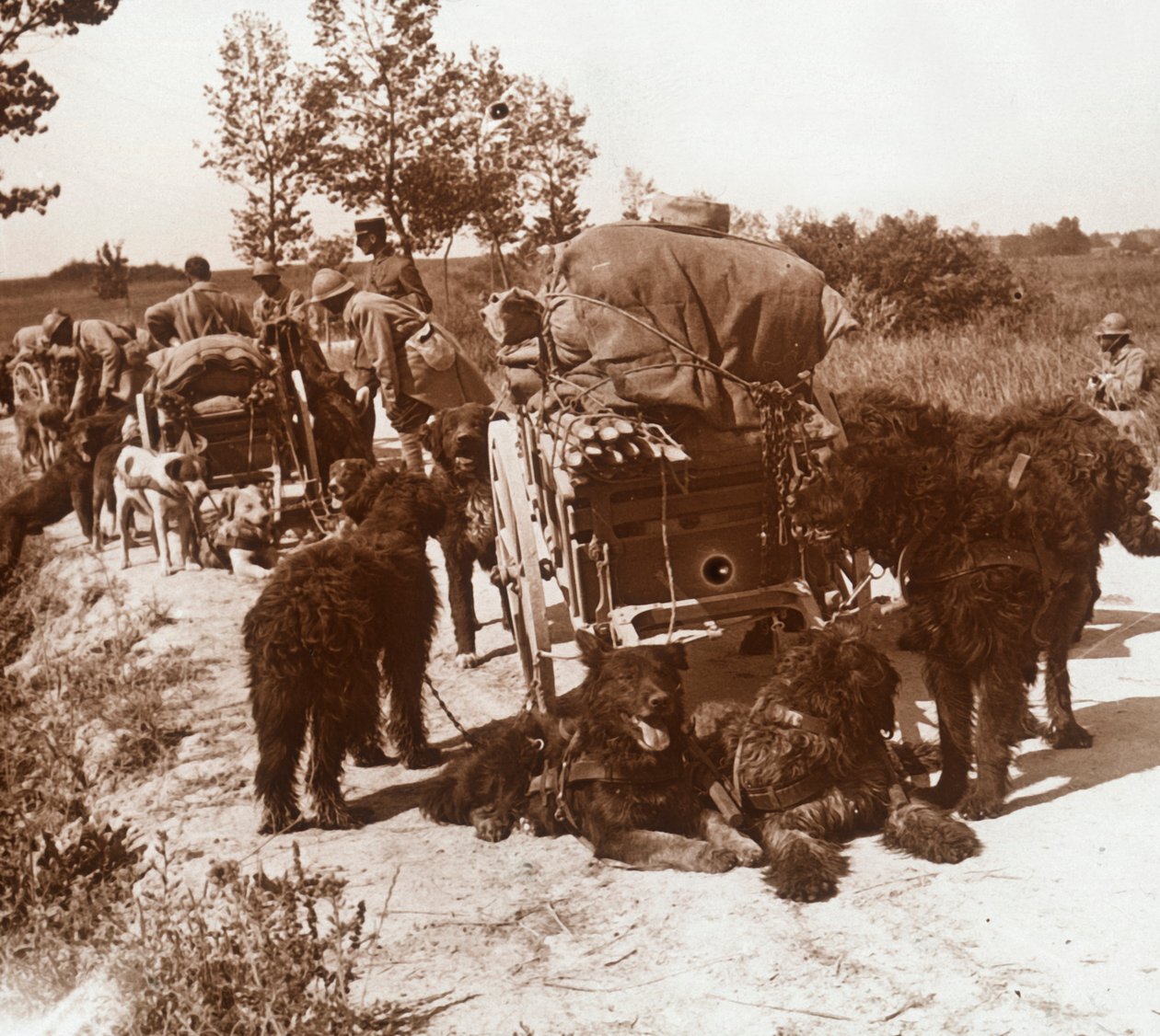 Zásobování psů, c1914-c1918 od Unbekannt
