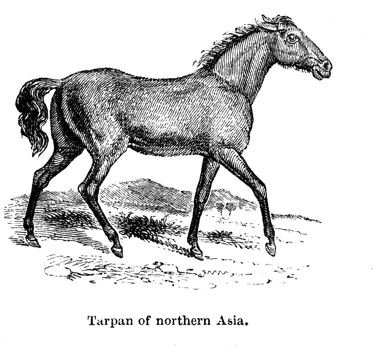 Tarpan, 1850 od Unbekannt