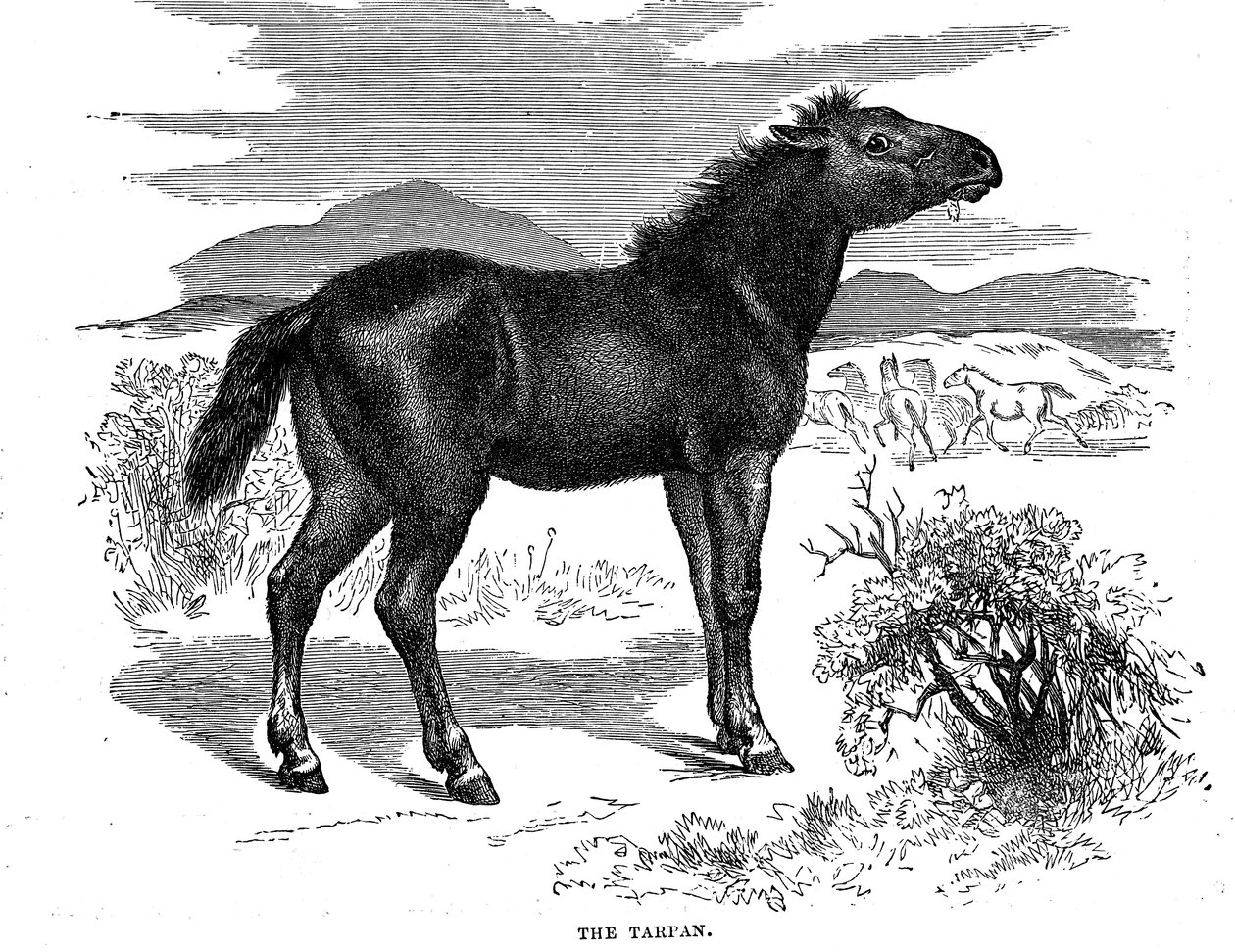 Tarpan, 1884 od Unbekannt
