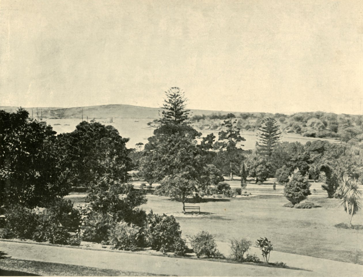 Botanická zahrada v Sydney, 1901. od Unbekannt