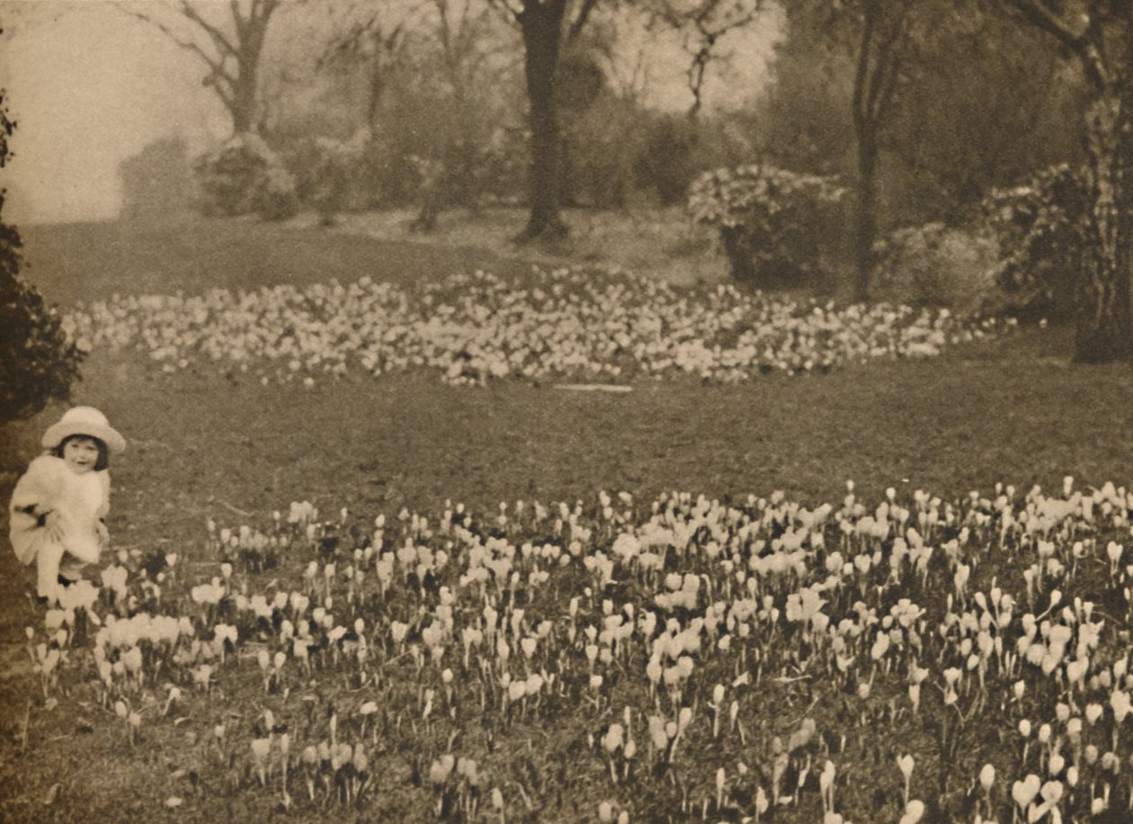 Krokusový koberec jara, c1935. od Unbekannt