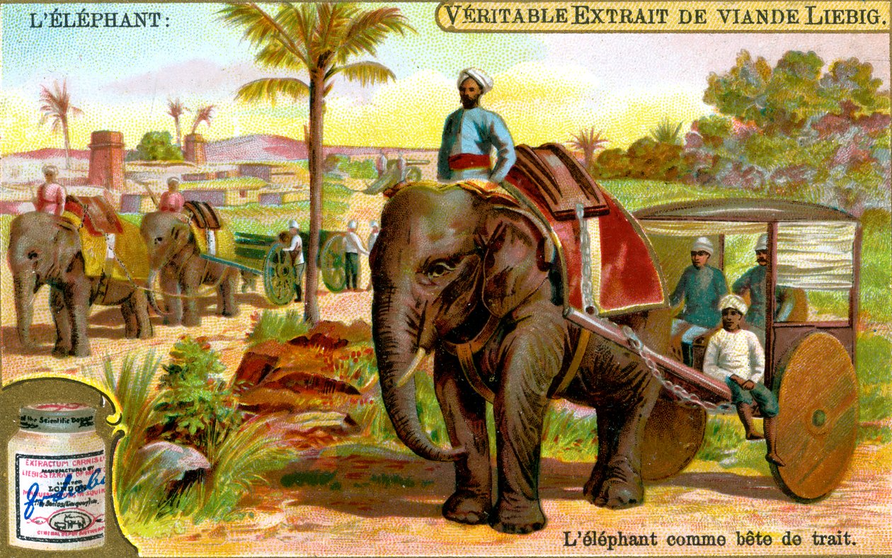 Slon jako tažné zvíře, c1900 od Unbekannt
