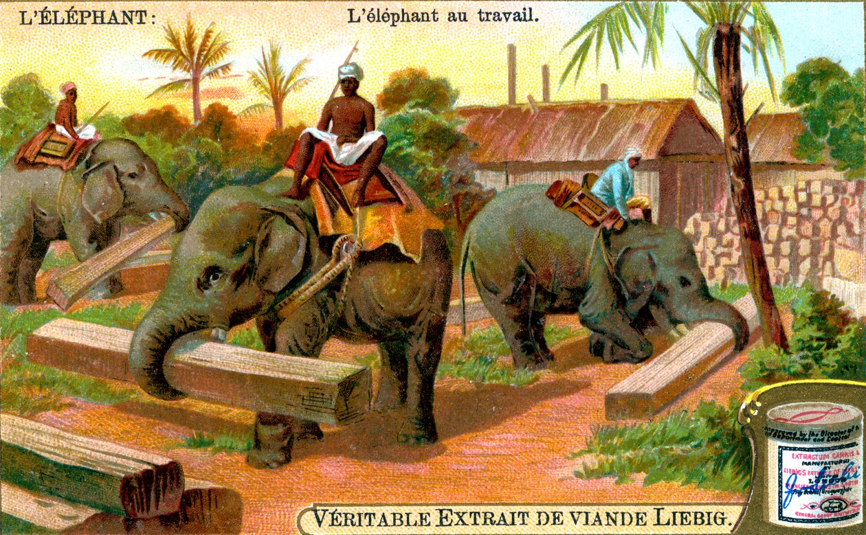 The Elephant at Work, c1900 od Unbekannt
