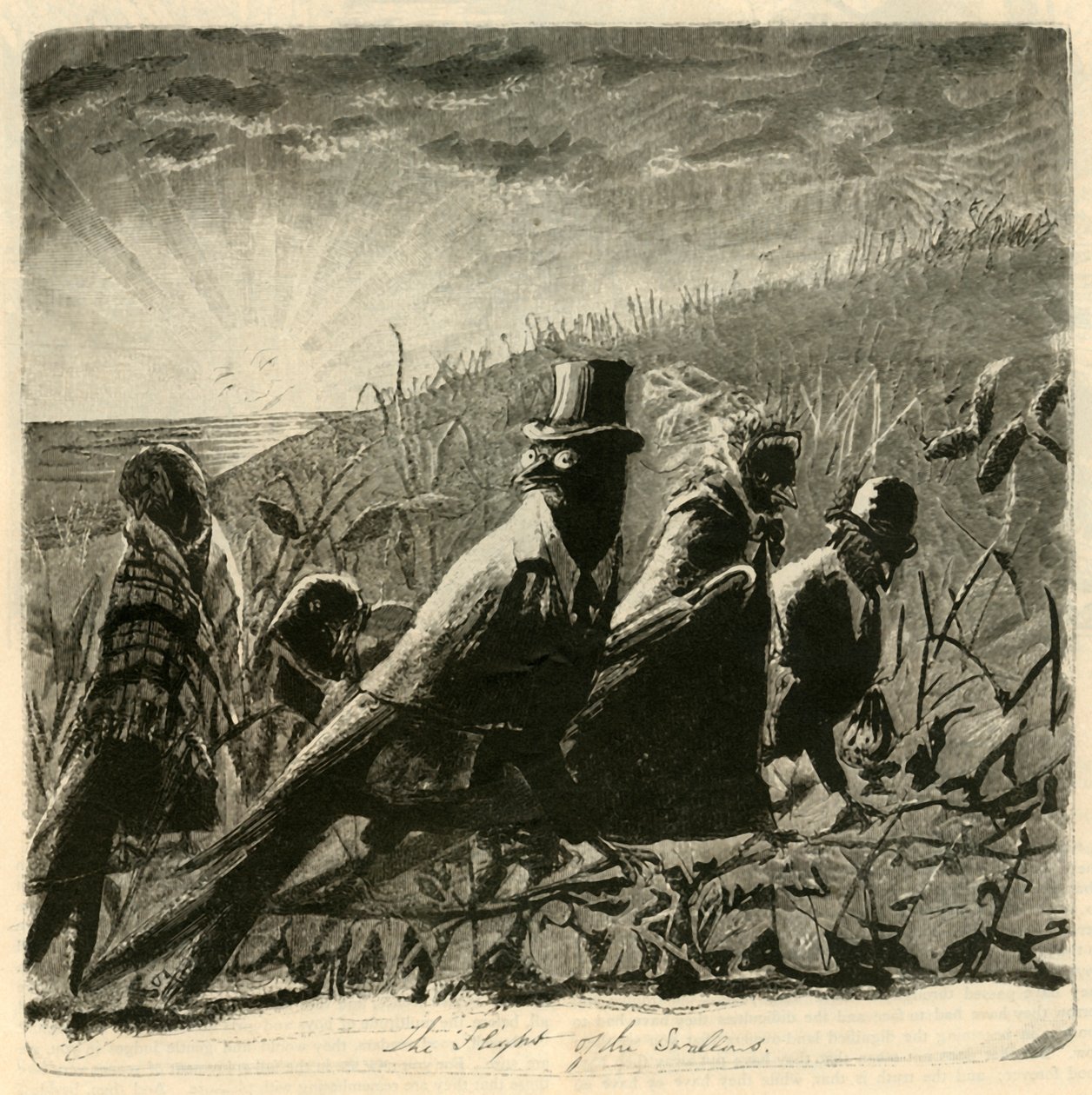 Let vlaštovek, 1882. od Unbekannt