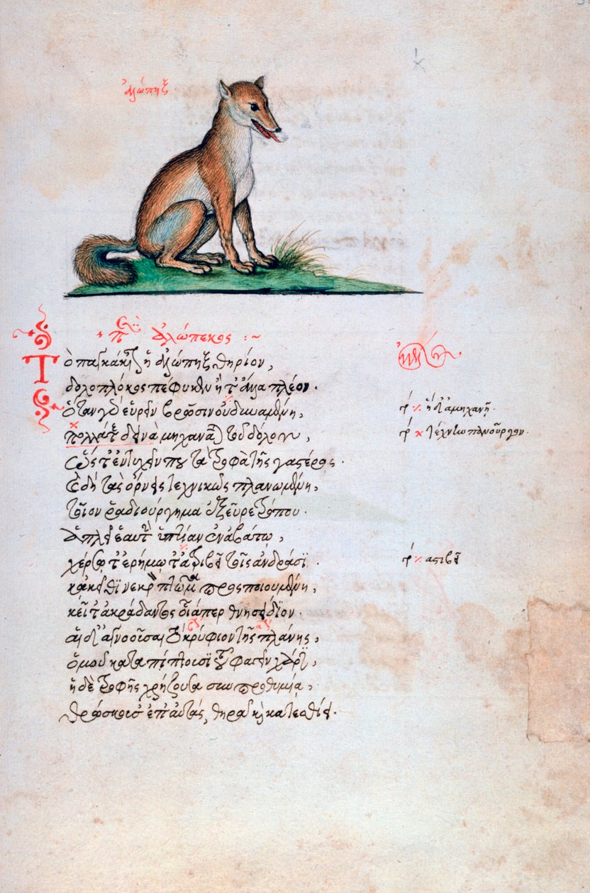 Liška, 1564 od Unbekannt
